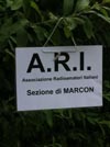 ARI MARCON